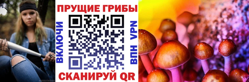 Купить закладки  Чкаловск  Псилоцибиновые грибы мицелий 